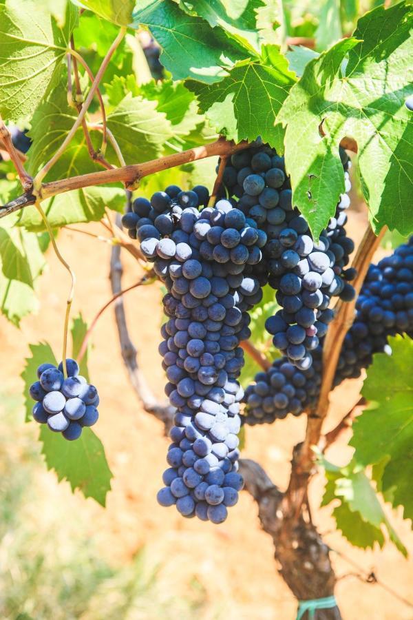 Case Vacanza Podere Risoino Poggibonsi Kültér fotó