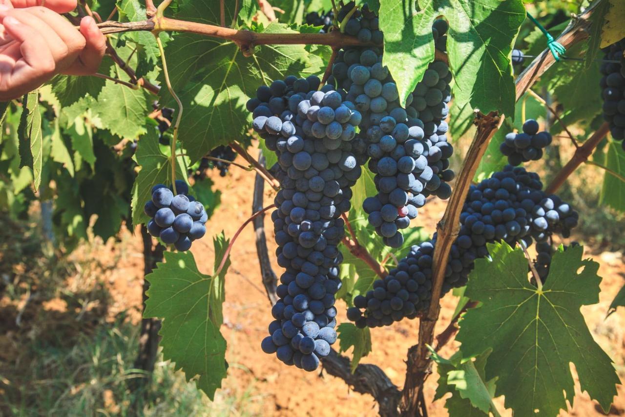 Case Vacanza Podere Risoino Poggibonsi Kültér fotó